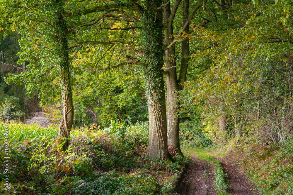 Waldweg nahe Bisse, Schleswig-Holstein, Deutschland Waldweg nahe Bisse, Schleswig-Holstein, Deutschland