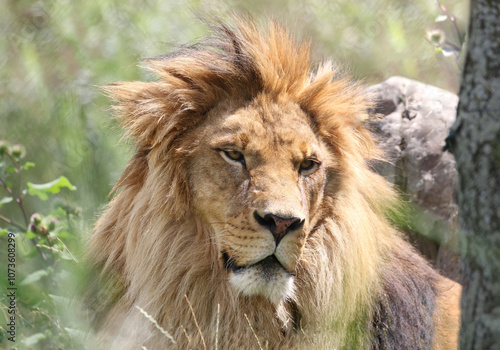 face of big male lion in nature