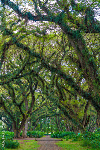 Green canopy in ancient tropical forest Giant Trembesi (Albizia saman -Rain Tree), giant trees with huge trunks and branches at Jawatan Benculuk Banyuwangi. Travel destination in East Java, Indonesia. photo