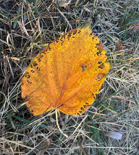 Yellow linden tree autumn colored leaf isolated on the ground. Autumn season lime-tree foliage. Tilia, basswood, lime trees, Tilia dasystyla leaf. Heart shaped yellow linden tree leaf. Copy space. photo