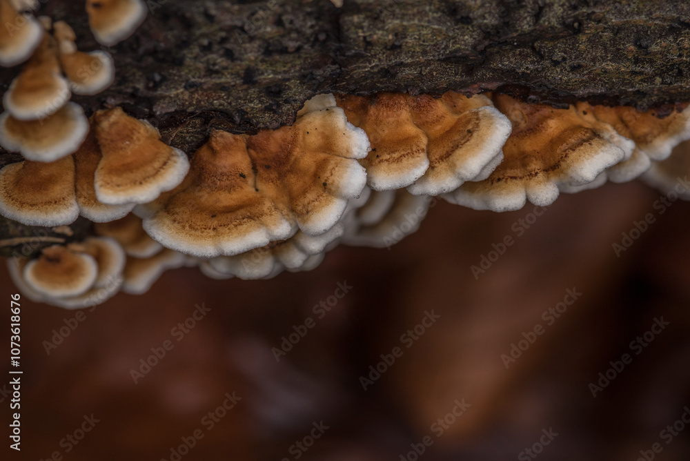 POLYPORE - Fungus growing on a dead tree trunk POLYPORE - Fungus growing on a dead tree trunk