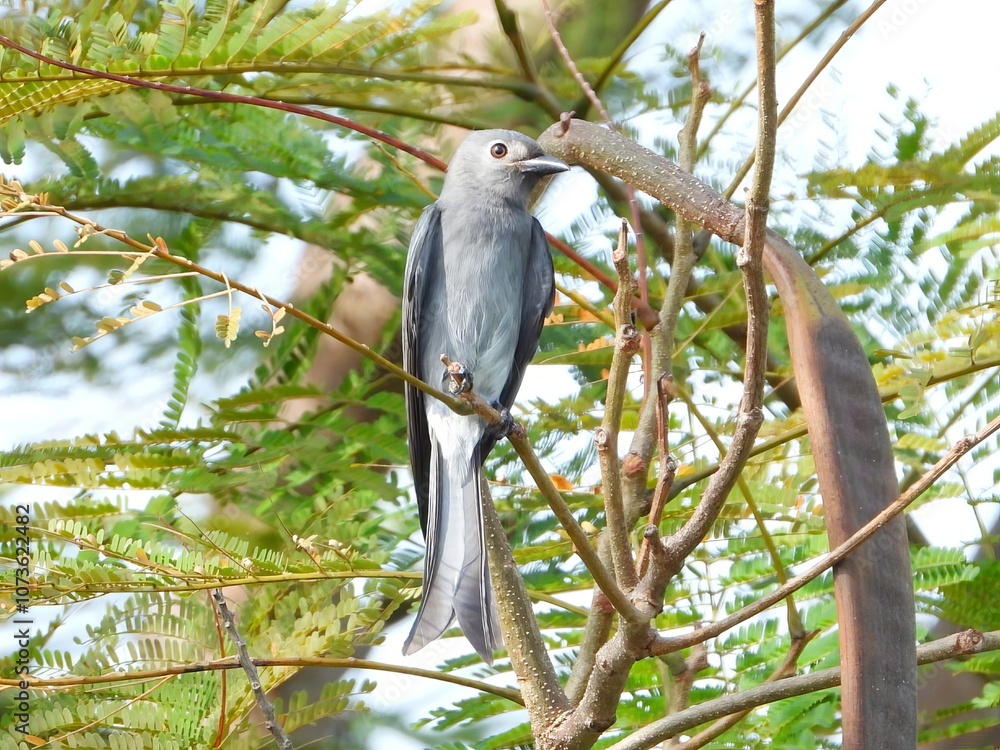 Grey Bird Perched on Branch in Tree with Green Leaves Grey Bird Perched on Branch in Tree with Green Leaves