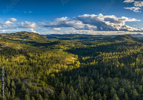 Aerial View of Lush Green Forest in Sweden