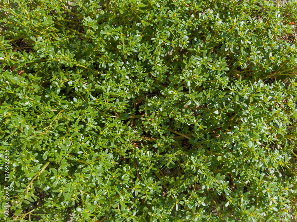 Obraz premium Bush of blooming wild growing common purslane close-up