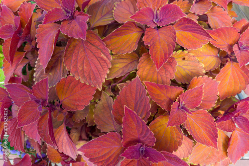 Bush of the cultivated coleus with variegated maroon-red leaves photo