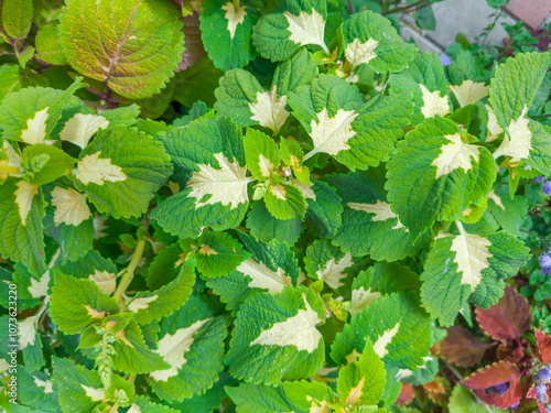 Bush of the cultivated coleus with variegated yellow-green leaves photo