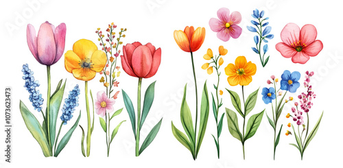 Watercolor set of spring flowers png. Tulip, hyacinth, cornflower and other field flowers. Spring botany. Vector illustration.
