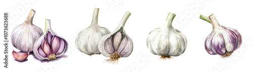 Watercolor set of garlic heads. Realistic ripe garlic watercolor on transparent background. Garlic cloves png. Vector illustration.