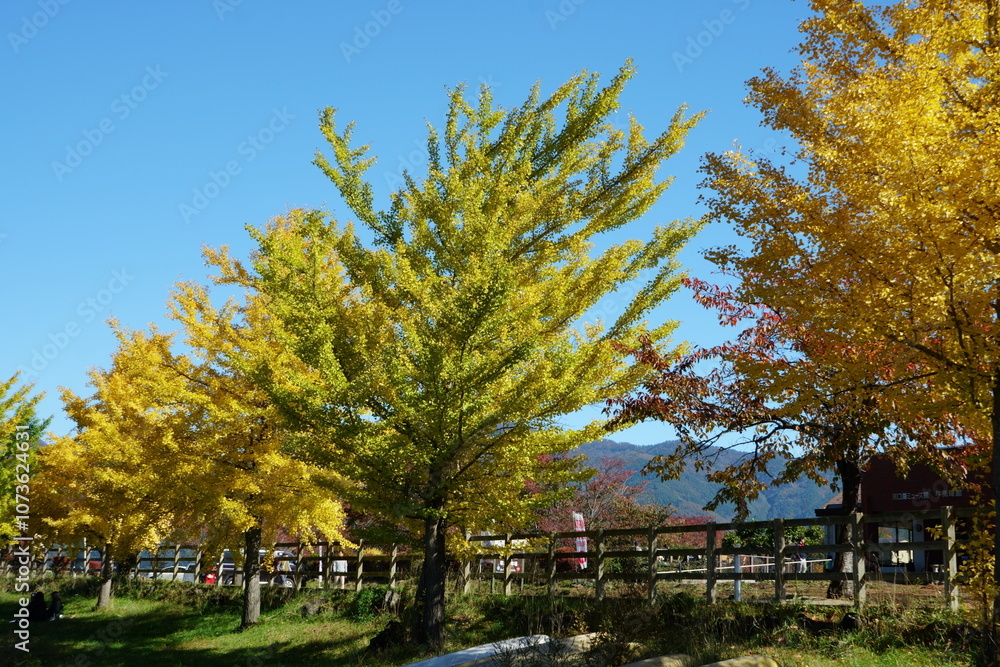 The trees leaves on the mountains were starting to change color
The trees leaves on the mountains were starting to change color