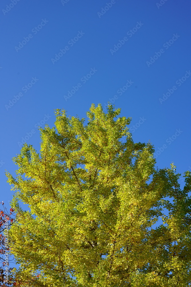 The autumn leaves during this season are beautiful
The autumn leaves during this season are beautiful