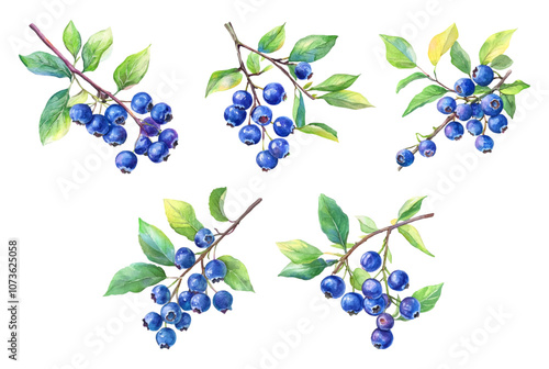 Watercolor set of branches with blueberries with berries and green leaves png. Fragrant forest blueberries on a branch watercolor. Blueberries png. Vector illustration.