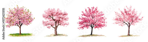 Watercolor set of blooming pink sakura trees png. Watercolor sakura tree blooming with pink flowers. Spring trees png. Vector illustration.
