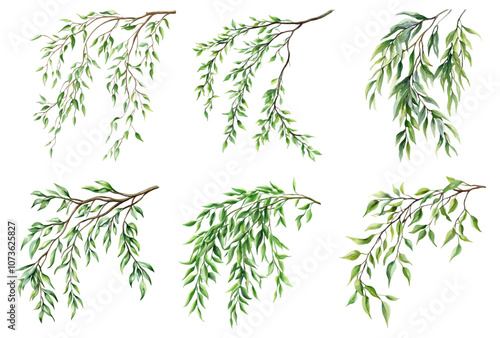 Watercolor set of green willow branches png. Willow branch with green leaves hanging. Watercolor green leaves. Vector illustration.