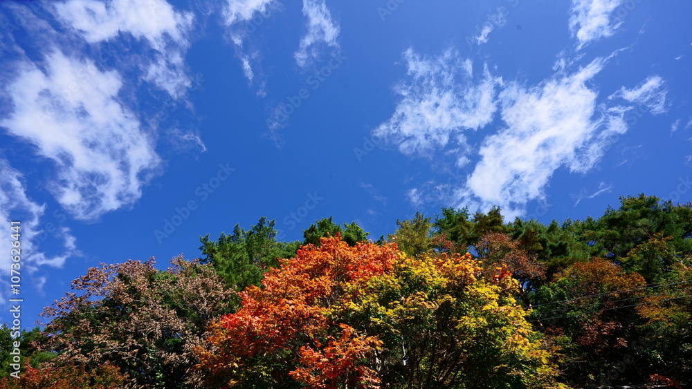 The autumn leaves during this season are beautiful
The autumn leaves during this season are beautiful