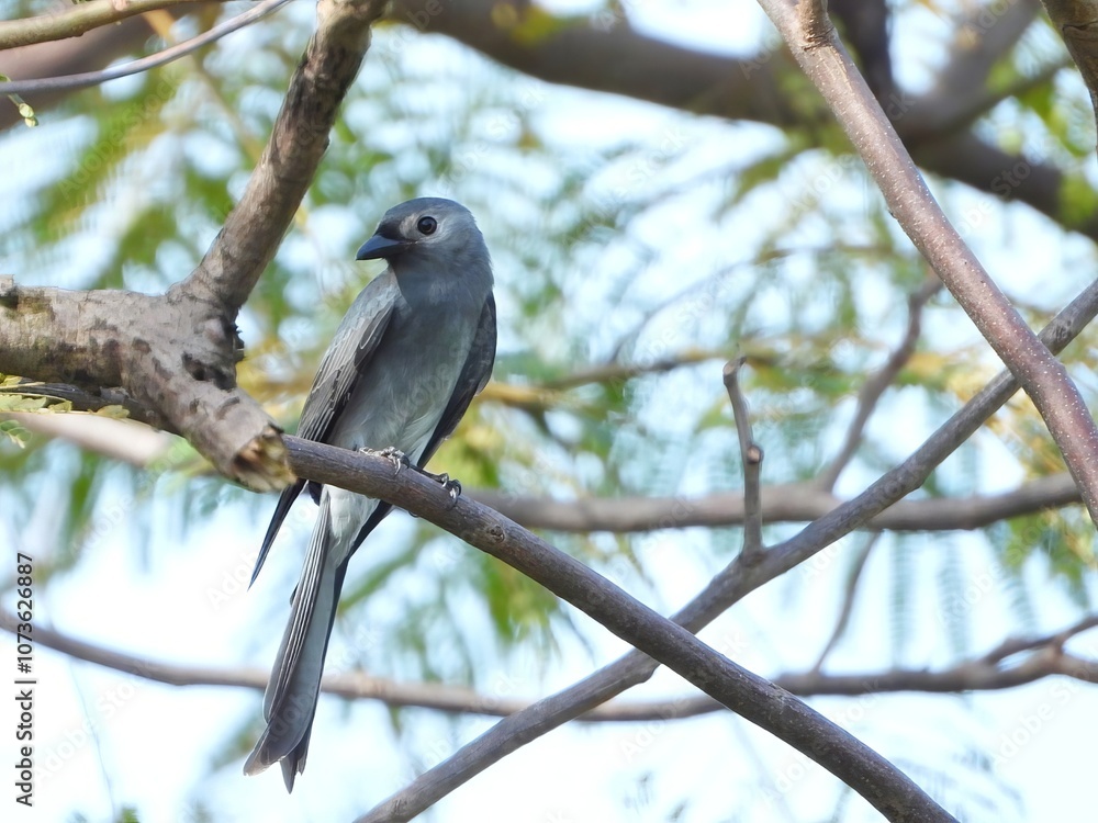 Grey Bird Perched on Branch in Tree with Blurred Background Grey Bird Perched on Branch in Tree with Blurred Background