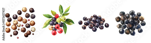 Watercolor collection of whole black peppercorns png. Spices set, black pepper. Collection of spicy herbs watercolor on transparent background. Vector illustration.