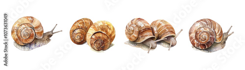 Watercolor snail set png. Realistic garden snails with watercolor shell on transparent background. Vector illustration.