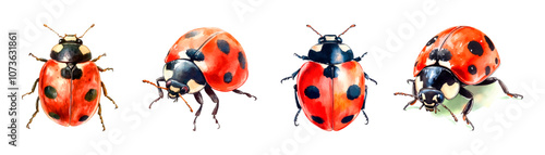Watercolor set ladybug png. Cute ladybugs in watercolor style on a transparent background. Watercolor insects.