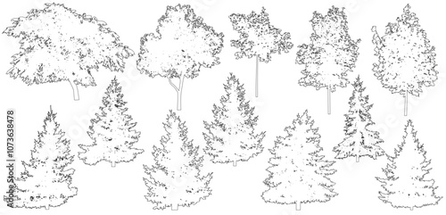 Contour of beautiful spruce trees, maple, walnut and etc., set.  Vector illustration