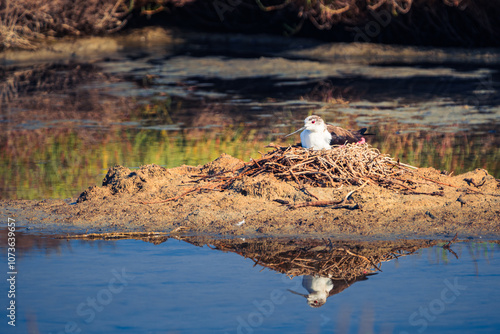 common stilt (Himantopus himantopus) 
nesting photo