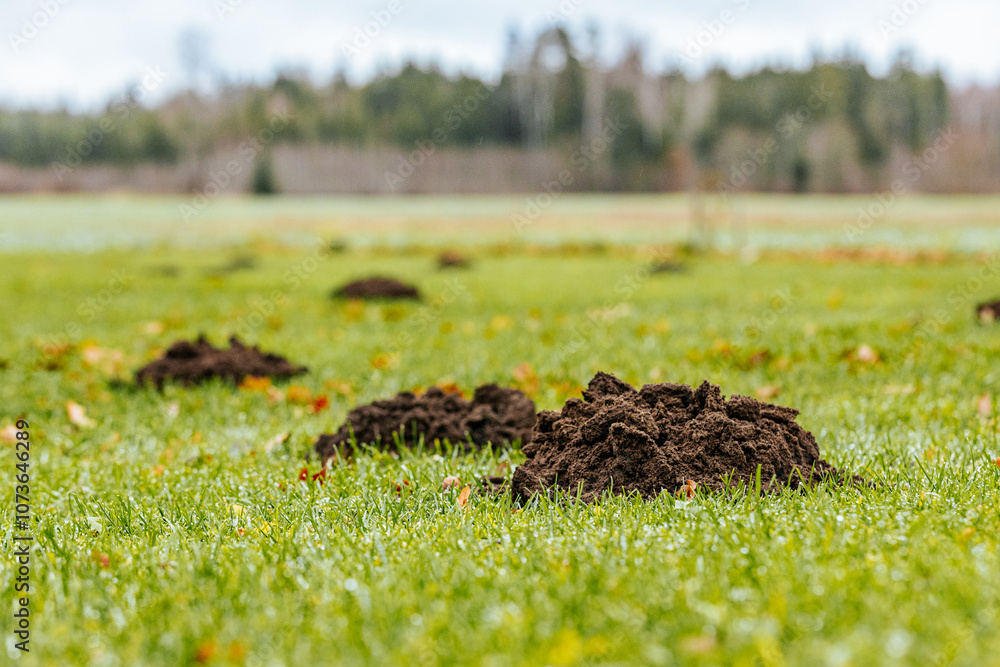 A fresh molehill of dark soil sits on a grassy lawn, topped with a dry oak leaf. The ground is covered in dew, indicating a cool, damp environment. A fresh molehill of dark soil sits on a grassy lawn, topped with a dry oak leaf. The ground is covered in dew, indicating a cool, damp environment.