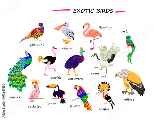 Set of illustrations of exotic birds. Drawings for encyclopedia or for kids school textbook. Educational page for children to study English language and words. Hand drawn vector images.