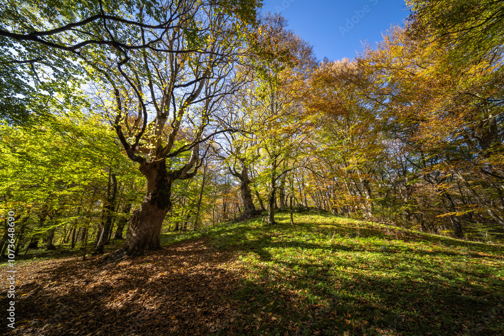 Century-old maple tree in the woods of Pescocostanzo in Abruzzo, Italy.