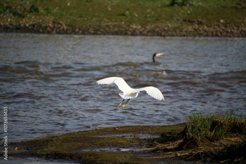 A Great White Egret in Flight over Venus Pool Nature Reserve