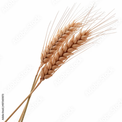 Wheat Ears