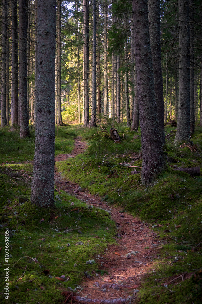 Obraz premium path in the forest