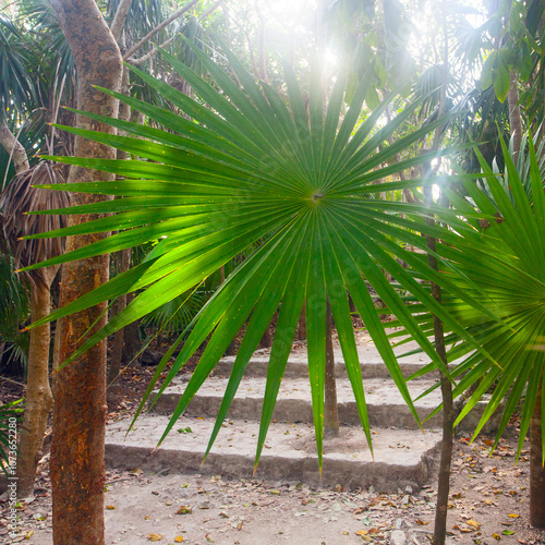 Beautiful nature taken early morning aroung Tulum ruins, Yucatan, Merxico photo