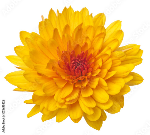 Yellow  chrysanthemum flowers isolated on white.

