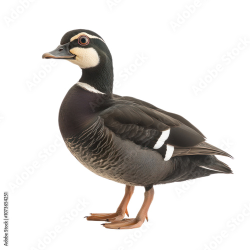 Close-up of a Beautiful Mandarin Duck Portrait