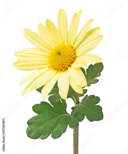 Yellow  chrysanthemum flowers isolated on white.
