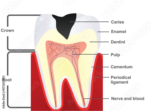 Isolated teeth structure. vector illustration