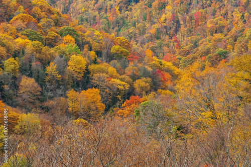 Autumn landscape of forest from the Blue Ridge Parkway, North Carolina, USA