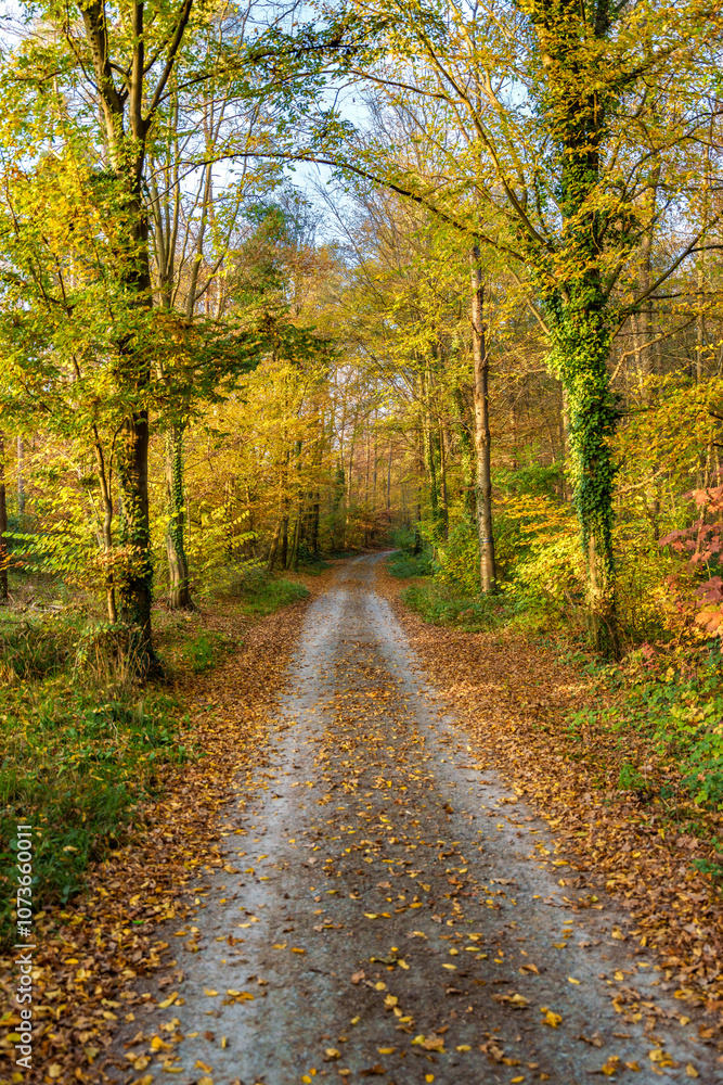 A Beautiful Scenic Autumn Pathway Leading Through Vibrant and Golden Foliage Everywhere A Beautiful Scenic Autumn Pathway Leading Through Vibrant and Golden Foliage Everywhere