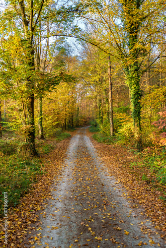 A Beautiful Scenic Autumn Pathway Leading Through Vibrant and Golden Foliage Everywhere