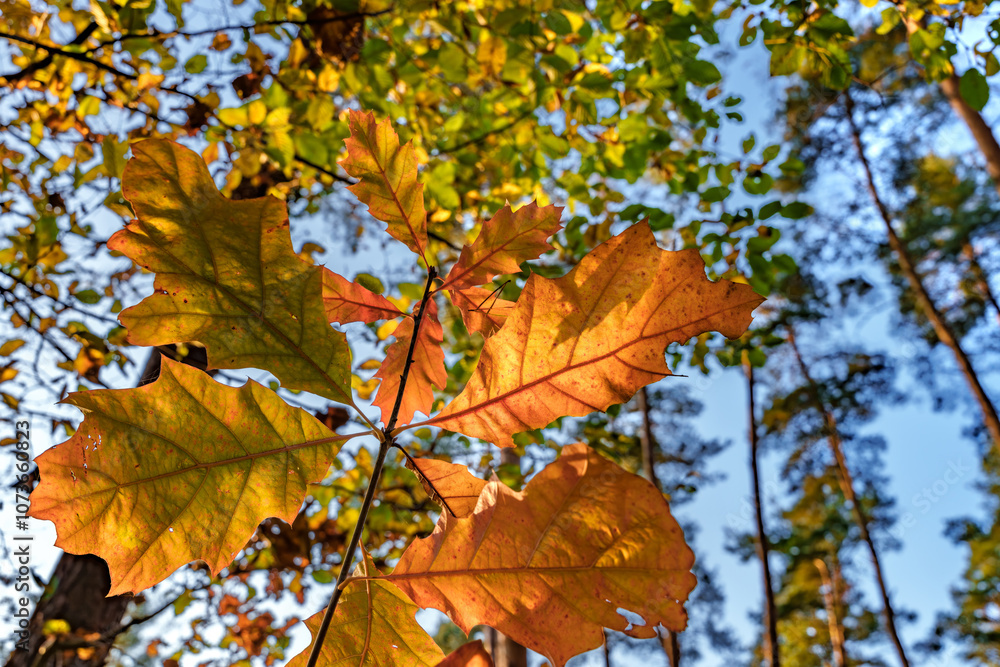 The Vibrant Autumn Leaves Stand Out Beautifully Against a Clear and Bright Blue Sky The Vibrant Autumn Leaves Stand Out Beautifully Against a Clear and Bright Blue Sky