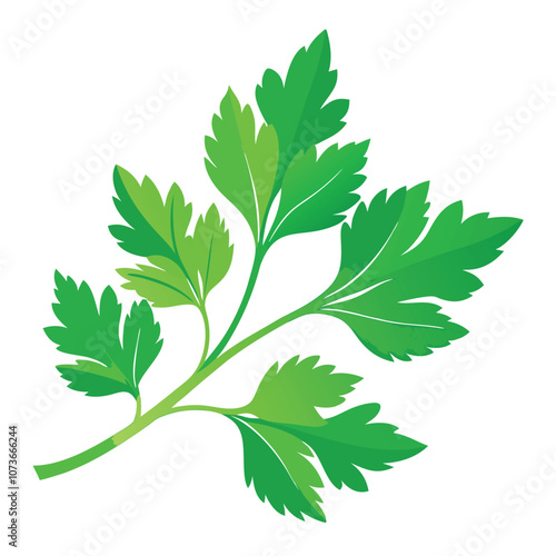 parsley vector illustration in watercolor style