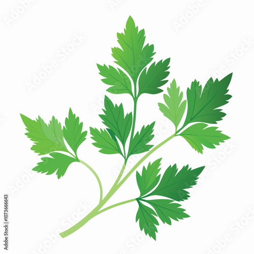 parsley vector illustration in watercolor style