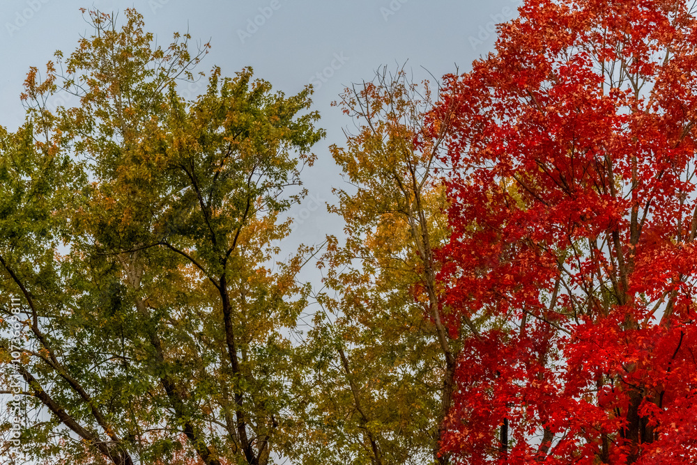 Trees With Colored Fall Leaves In A Grey Morning Sky In Wisconsin Trees With Colored Fall Leaves In A Grey Morning Sky In Wisconsin