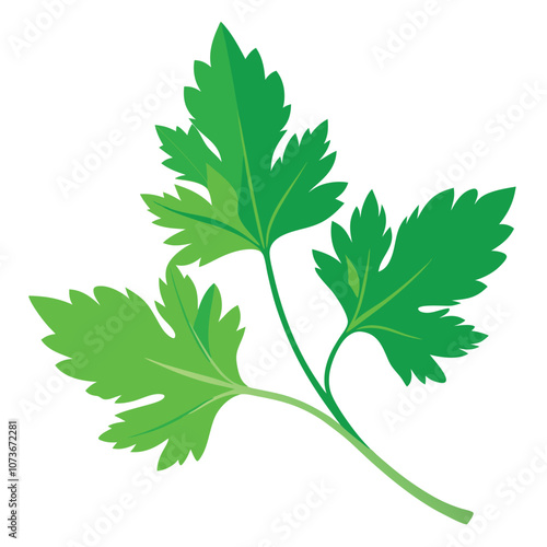 parsley vector illustration in watercolor style