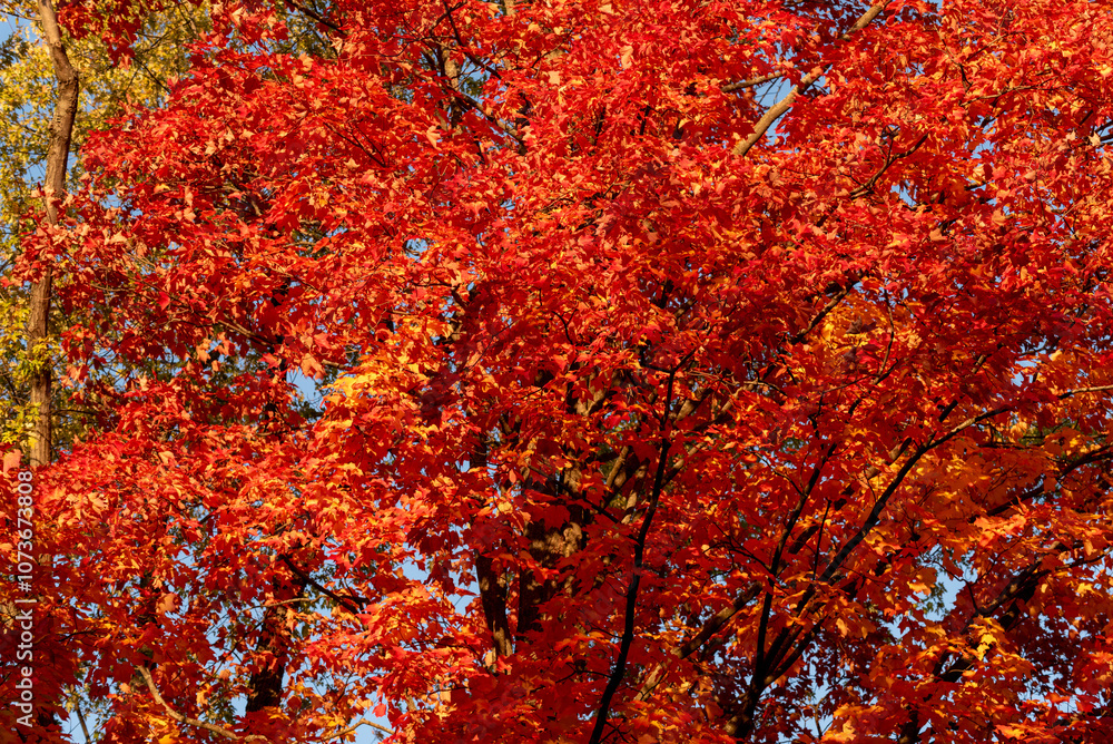 Maple Trees With Bright Red Foliage In Fall In Wisconsin Maple Trees With Bright Red Foliage In Fall In Wisconsin