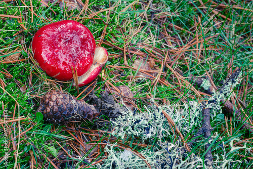 Vibrant Red Mushroom on Forest Floor in Urbion Mountains photo