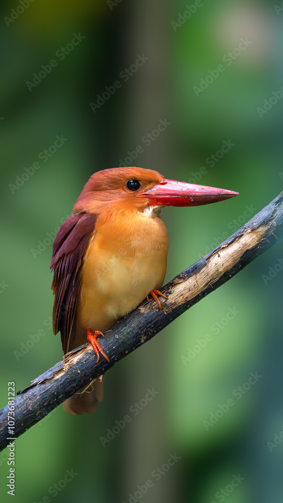 Fototapeta premium Ruddy Kingfisher sitting on a branch