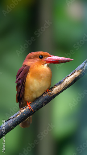 Ruddy Kingfisher sitting on a branch