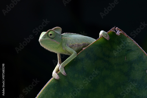 Baby veiled chameleon catching a prey photo