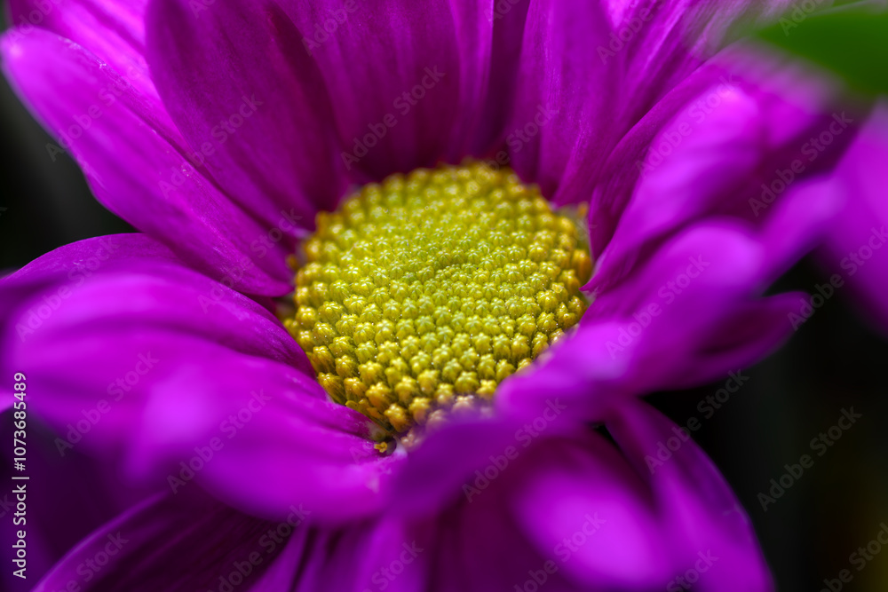 close up of flower