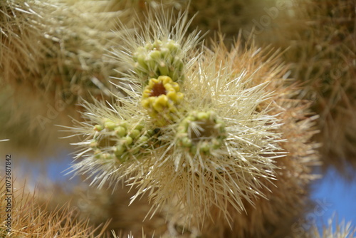 close up of a cactus